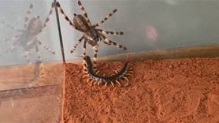 Giant Centipide vs Venemous Tarantula [upl. by Nevi43]