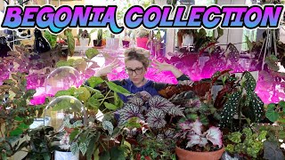 My Indoor Begonia Plant Collection Spring 2020 [upl. by Gniy]