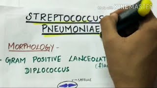 STEREPTOCOCCUS PNEUMONIAE  microbiology handwritten notes [upl. by Margette]