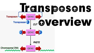 Transposons overview [upl. by Fenelia]