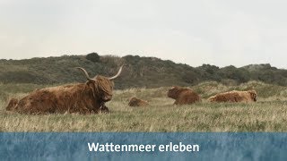 Wattenmeer erleben Urlaub auf Langeoog [upl. by Aliekat199]