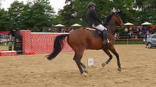 Horses  Extreme ShowJumping  200 cm [upl. by Seiter]