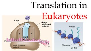 Protein translation in eukaryotes [upl. by Nancee]