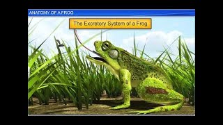 CBSE Class 11 Biology  Anatomy of Frog  By Shiksha House [upl. by Michal405]