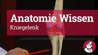 AnatomieWissen Kniegelenk [upl. by Inaliel]