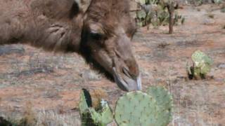 Camels eating cactus [upl. by Ecniuq]