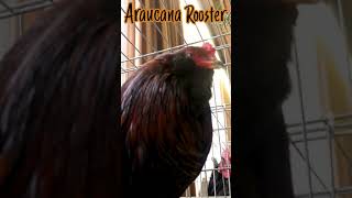 Araucana Rooster crowing sound shorts [upl. by Brinn]