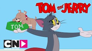 TOM VE JERRY  Bakıcı Tom  Cartoon Network Türkiye [upl. by Leach96]