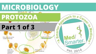 Protozoa  Microbiology  USMLE STEP 1  Part 1 of 3 [upl. by Ailee]