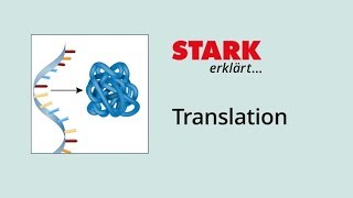 Translation Proteinbiosynthese  STARK erklärt [upl. by Larimer503]