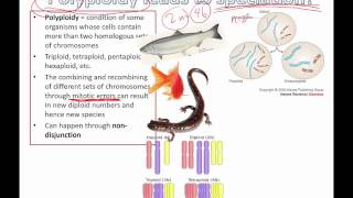 Polyploidy leads to speciation IB Biology [upl. by Sybil]