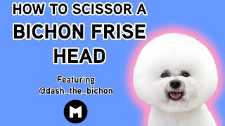 How to trim a bichon head [upl. by Ennaeiluj969]