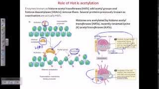 Histone acetylation [upl. by Noremac]