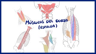 ANATOMÍA  Músculos del dorso erectores de la espina  BLASTO [upl. by Norvun]