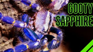 How To Keep the Gooty Sapphire Ornamental Poecilotheria metallica [upl. by Saibot689]