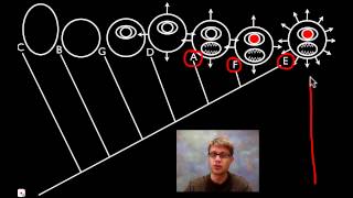 Cladograms [upl. by Gascony]