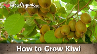 How to Grow Organic Kiwi [upl. by Merissa]