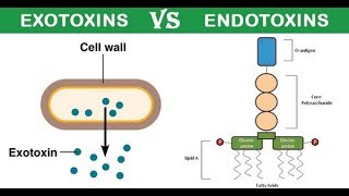 Exotoxin and Endotoxin DR ABDELRAHAMAN ATTIYA [upl. by Aay]