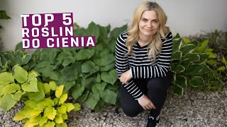 Moje TOP 5 roślin do cienia w tym obficie kwitnące [upl. by Ybeloc134]