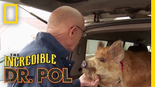 Dr Pols Top 100 Moments  The Incredible Dr Pol [upl. by Abbub171]