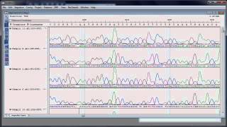 DNASTAR  Assembling and Analyzing Sanger Sequencing Data [upl. by Anielram]