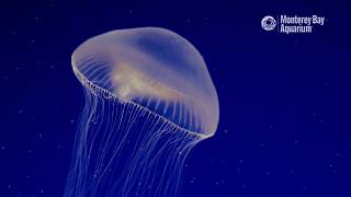 Crystal Jellyfish Are Clearly Awesome [upl. by Nedle230]