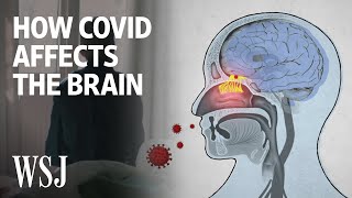 The Science Behind How the Coronavirus Affects the Brain  WSJ [upl. by Adihahs]