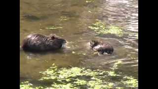 Coypu France [upl. by Claus]