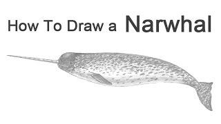 How to Draw a Narwhal [upl. by Aikahs]