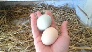 Blue And Green Chicken Eggs  Ameraucana  Easter Egger Chickens [upl. by Henson]