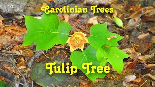 Carolinian Trees  Tulip Tree [upl. by Eicats]