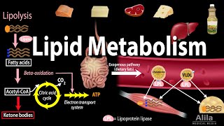 Metabolism  Mobilization of Triglycerides [upl. by Asseneg998]