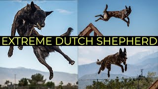 Worlds Greatest Dutch Shepherd  Epic Dutchies [upl. by Oicnaneb]