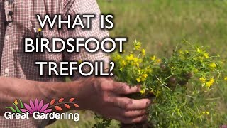 What is Birdsfoot Trefoil [upl. by Vallie742]