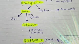 Bilirubin metabolism [upl. by Tina]