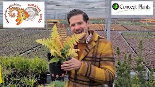 Dryopteris Jurassic Gold by Plant lover Peter at Digitial CAST [upl. by Warga637]