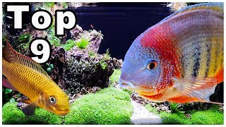 Top 9 Best Cichlids for Community Tanks [upl. by Demona]