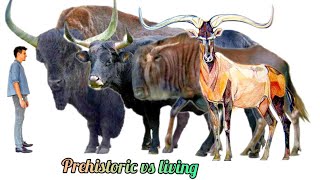 BOVIDS  Size comparison prehistoric vs living bovids  Giant Bulls [upl. by Sined]