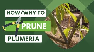 How and Why to Prune Your PlumeriaFrangipani [upl. by Selrahc]