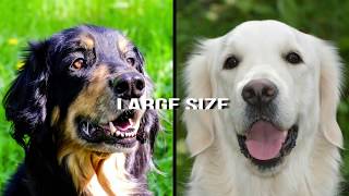 Hovawart vs Golden Retriever  Dog Breed Comparison [upl. by Storer]