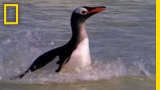 Sea Lion vs Penguin  National Geographic [upl. by Avitzur]