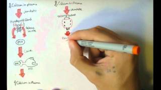 Bone Homeostasis Calcium and Phosphate Hormones [upl. by Mcwherter998]