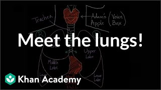 Meet the lungs  Respiratory system physiology  NCLEXRN  Khan Academy [upl. by Nirb]