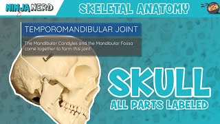 Skull Anatomy  With Labels Updated Version [upl. by Alahs]