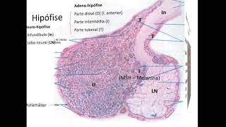 Histologia do Sistema Endócrino [upl. by Bohaty]