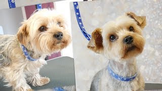 PetGroooming  Yorkie Grooming 71 [upl. by Crain]