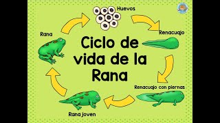 CICLO DE VIDA DE LA RANA  NIVEL INICIAL [upl. by Minta]