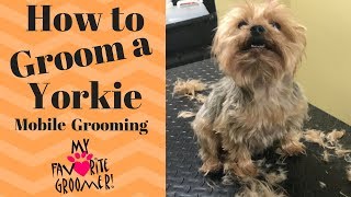 How to Groom a Yorkie Edward [upl. by Morse930]