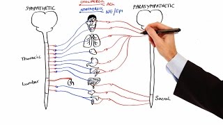 Pharmacology  AUTONOMIC NERVOUS SYSTEM MADE EASY [upl. by Anuayek]