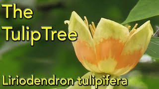 Tulip Tree  Liriodendron tulipifera [upl. by Nerot]